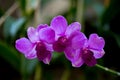 Beauty purple streaked orchid flower blooming.