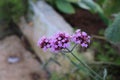 Beauty of purple verbena flowers. Blur background, selectable focus.