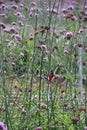 The beauty of the purple verbena in the garden during the spring time.