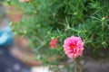 Beauty of pussley flower or Moss Rose under