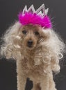 Beauty Queen Poodle Royalty Free Stock Photo