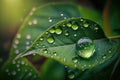 The Beauty of Raindrops on a Sunlit Green Leaf