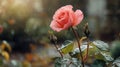Beauty of a Rainy Rose Royalty Free Stock Photo