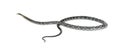 beauty rat snake, Elaphe taeniura, isolated on white