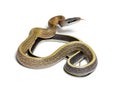 Beauty rat snake tongue out, orthriophis taeniurus ridleyi, isol