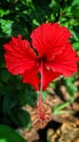Beauty Red Flowers Royalty Free Stock Photo