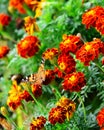 The beauty of Red Flowers in the Garden Royalty Free Stock Photo