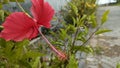 The beauty of red hibiscus flowers Royalty Free Stock Photo