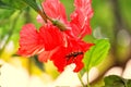 The beauty of red hibiscus flowers blooming in the garden outdoors Royalty Free Stock Photo