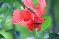 The beauty of red hibiscus flowers blooming in the garden outdoors Royalty Free Stock Photo