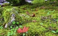 Beauty red maple leaf on green fresh fern and moss near rock in botanic garden