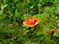 A beauty red mushroom but to poisen to eat