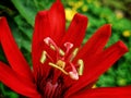 The beauty of the red passion granadila ornamental flowers that makes the garden feel like in a tropical forest Royalty Free Stock Photo
