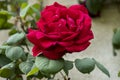 The Beauty of a Red Rose Royalty Free Stock Photo