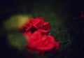 The beauty of red rose after the rain