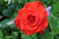 The beauty of the red rose and the challenges it poses for love