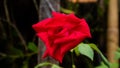 The beauty of red roses growing in the garden