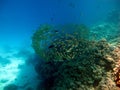 The beauty of the red sea - beautiful bright fish, coral, turquoise water