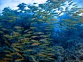 The beauty of the red sea - beautiful bright fish, coral, turquoise water