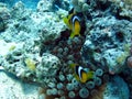 The beauty of the red sea - beautiful bright fish, coral, turquoise water