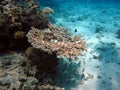 The beauty of the red sea - beautiful bright fish, coral, turquoise water