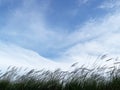 The beauty of the reed grass is blown by the wind Royalty Free Stock Photo