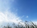 The beauty of the reed grass is blown by the wind Royalty Free Stock Photo
