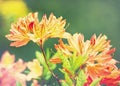 Beauty rhododendron flowers Royalty Free Stock Photo