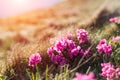 Beauty rhododendron flowers in high mountains Royalty Free Stock Photo