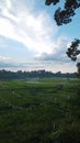 green expanse of rice in the afternoon