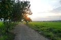 the beauty of rice fields in the afternoon