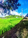 the beauty of rice fields in country 1001 temple bali indonesia