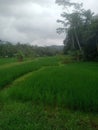 the beauty of the rice fields in our village Royalty Free Stock Photo