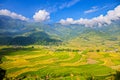 Beauty of ripen rice terraces in harvest time.