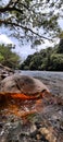 The beauty of the river and its clear water TANGKAHAN, INDONESIA