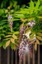 Beauty rooted in the large wisteria trellis Royalty Free Stock Photo