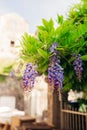 Beauty rooted in the large wisteria trellis Royalty Free Stock Photo