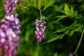 Beauty rooted in the large wisteria trellis Royalty Free Stock Photo