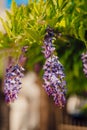 Beauty rooted in the large wisteria trellis Royalty Free Stock Photo