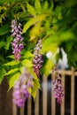Beauty rooted in the large wisteria trellis Royalty Free Stock Photo