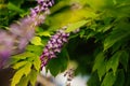Beauty rooted in the large wisteria trellis Royalty Free Stock Photo