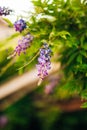 Beauty rooted in the large wisteria trellis Royalty Free Stock Photo