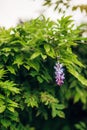 Beauty rooted in the large wisteria trellis Royalty Free Stock Photo