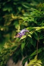 Beauty rooted in the large wisteria trellis Royalty Free Stock Photo