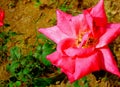 Beauty of rose flower in the garden