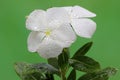 The beauty of the rose periwinkle flower that is in full bloom. Royalty Free Stock Photo