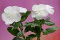 The beauty of the rose periwinkle flower that is in full bloom. Royalty Free Stock Photo