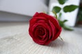 The beauty of roses mesmerizing with the spell of beautiful red petals.