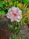 The beauty of roses when it rains give a positive aura