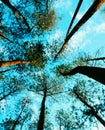 the beauty of a row of pine trees in the middle of a pine forest Royalty Free Stock Photo